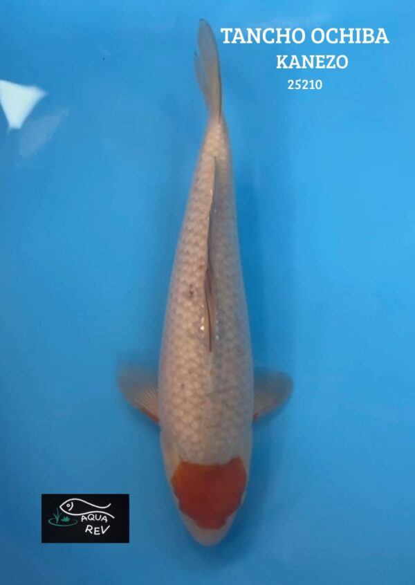 Carpe Koi Tancho ochiba - Kanezo