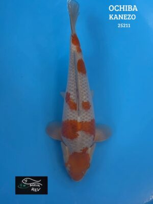 Carpe Koi Ochiba Shigure - Kanezo