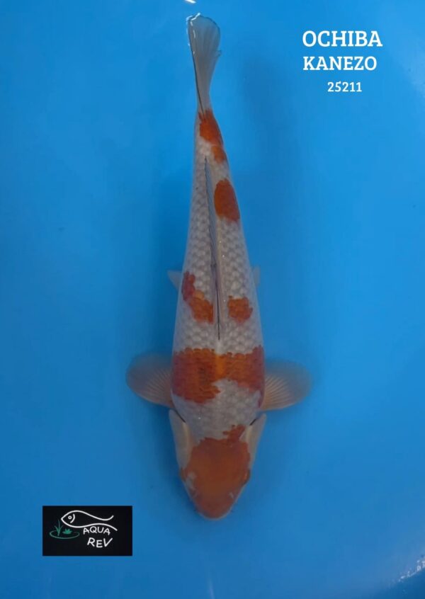 25211 Carpe Koi Ochiba Shigure - Kanezo