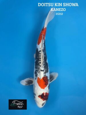 25212 Carpe Koi Doitsu Kin Showa - Kanezo