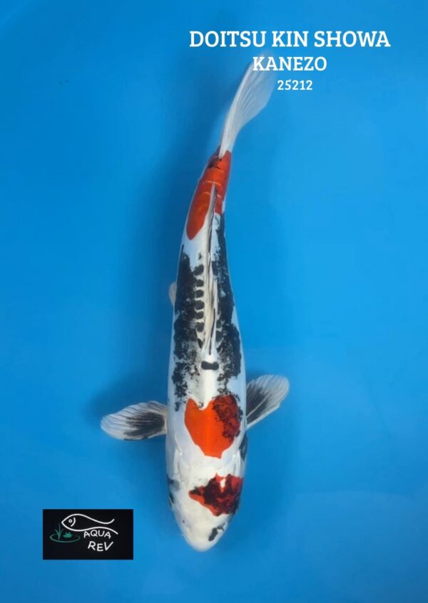 Carpe Koi Doitsu Kin Showa - Kanezo