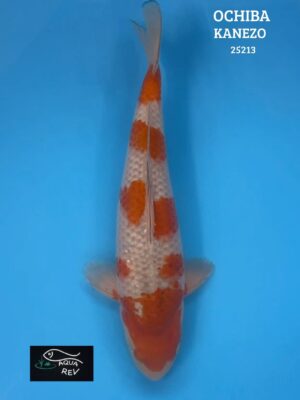 Carpe Koi Ochiba Shigure - Kanezo