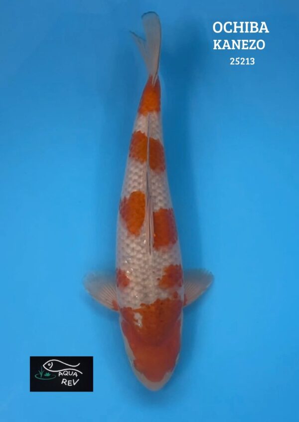 Carpe Koi Ochiba Shigure - Kanezo