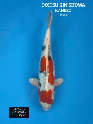 25214 Carpe Koi Doitsu Kin Showa - Kanezo