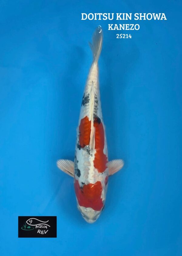 25214 Carpe Koi Doitsu Kin Showa - Kanezo