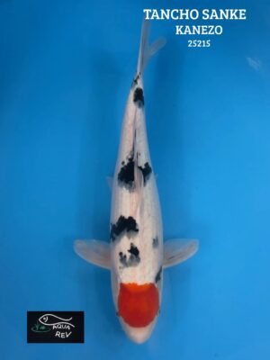 Carpe Koi Tancho Sanke - Kanezo