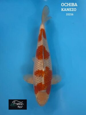 Carpe Koi Ochiba Shigure - Kanezo