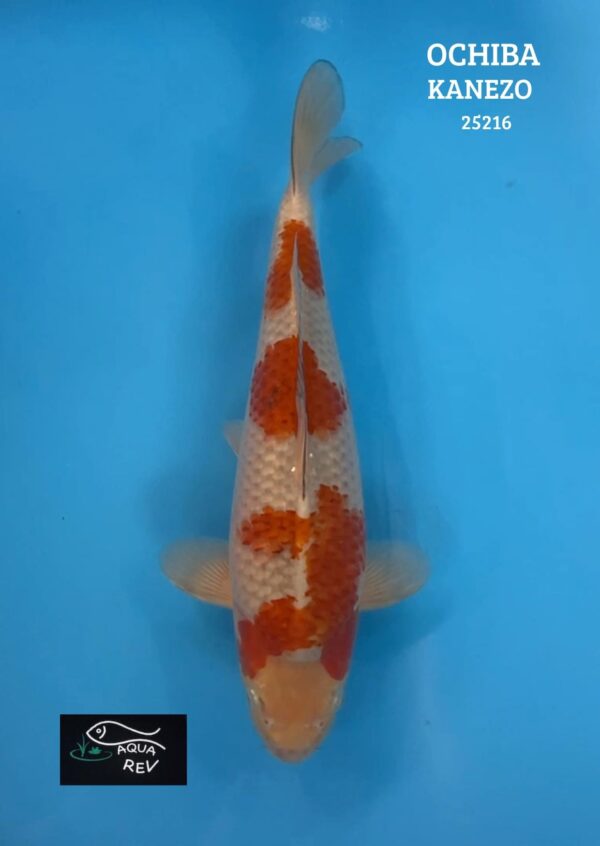 25216 Carpe Koi Ochiba Shigure - Kanezo