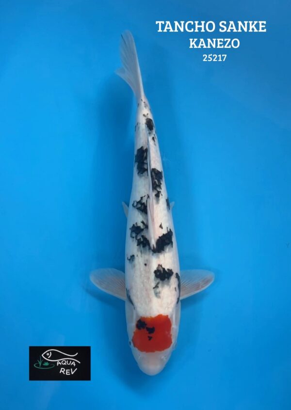 Carpe Koi Tancho Sanke - Kanezo