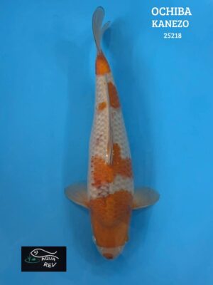 Carpe Koi Ochiba Shigure - Kanezo