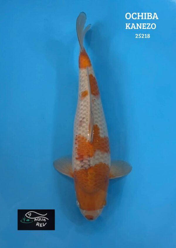 Carpe Koi Ochiba Shigure - Kanezo