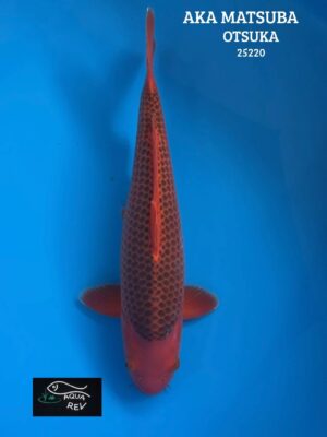 Carpe Koi Aka Matsuba - Otsuka