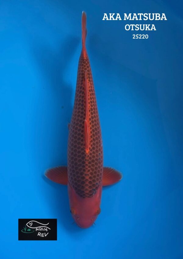 Carpe Koi Aka Matsuba - Otsuka