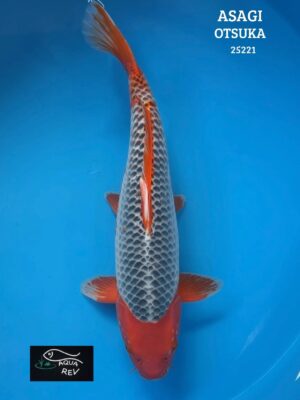 Carpe Koi Asagi - Otsuka