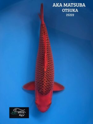 Carpe Koi Aka Matsuba - Otsuka