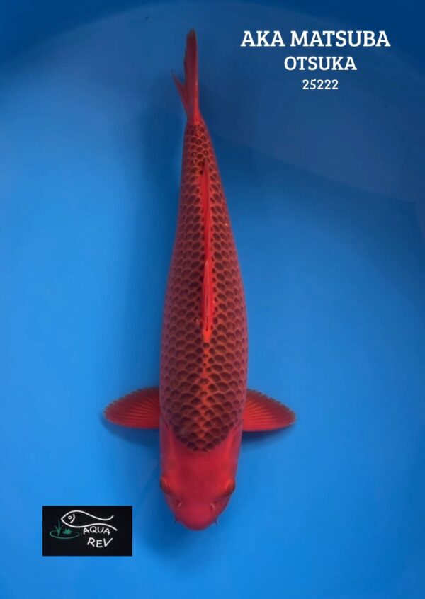 Carpe Koi Aka Matsuba - Otsuka