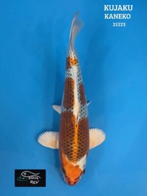 Carpe Koi Kujaku - Kaneko