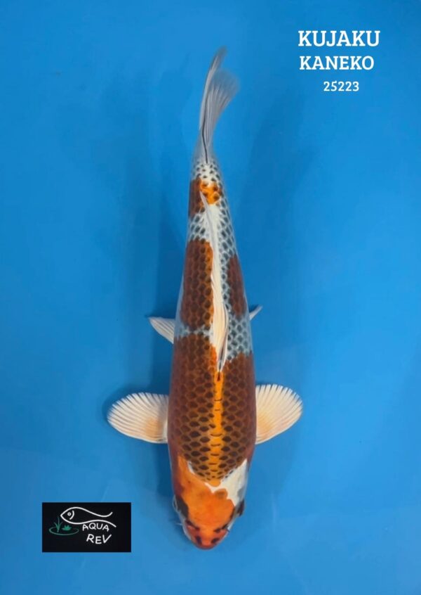 Carpe Koi Kujaku - Kaneko