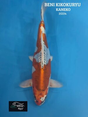 Carpe Koi Beni kikokuryu  - Kaneko