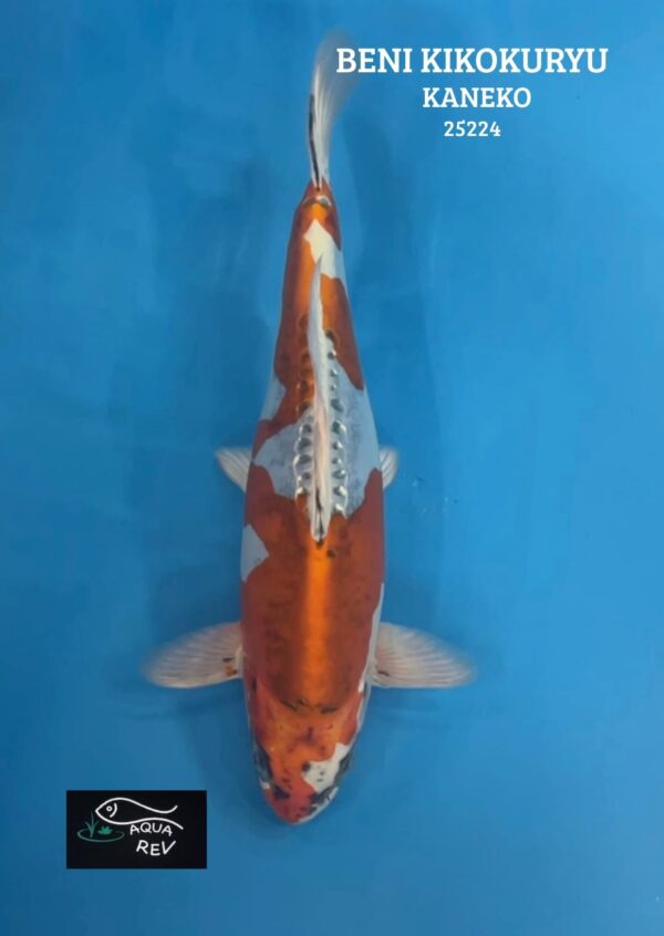 Carpe Koi Beni kikokuryu  - Kaneko