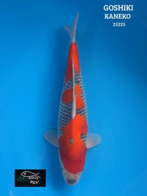 Carpe Koi Goshiki - Kaneko