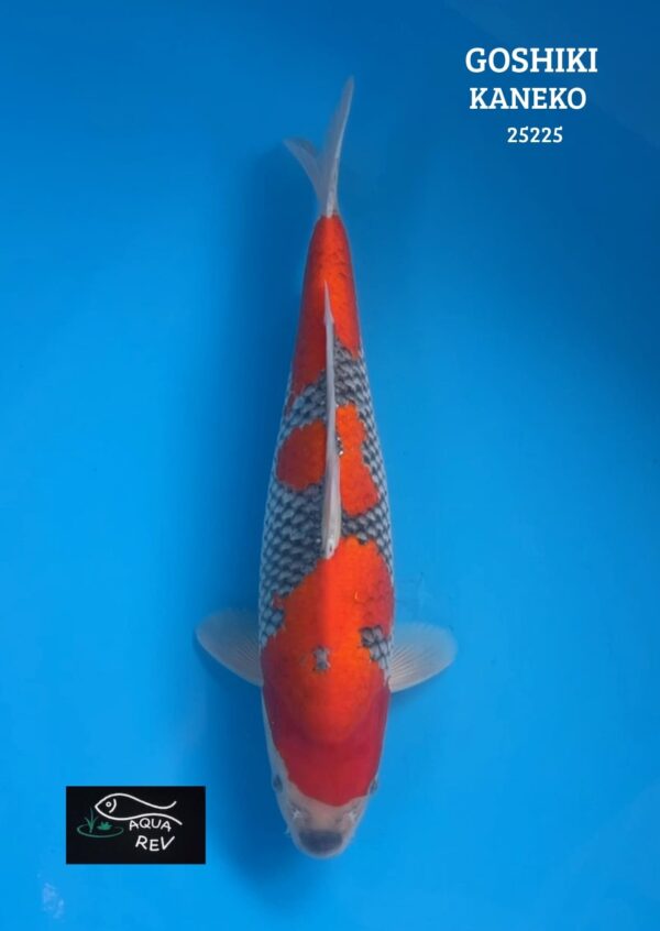 Carpe Koi Goshiki - Kaneko