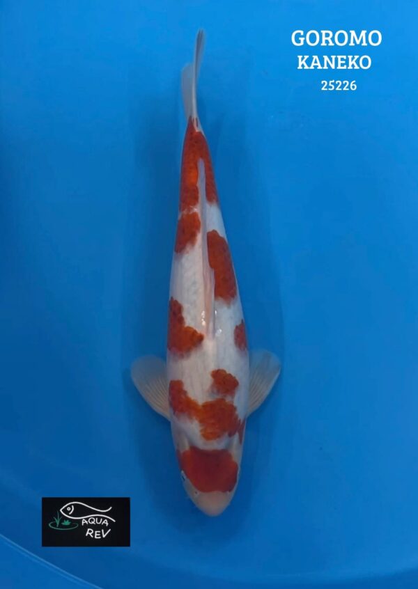 Carpe Koi Goromo - Kaneko