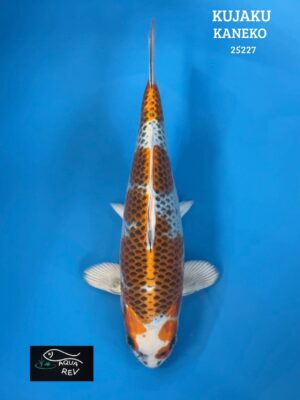 Carpe Koi Kujaku  - Kaneko