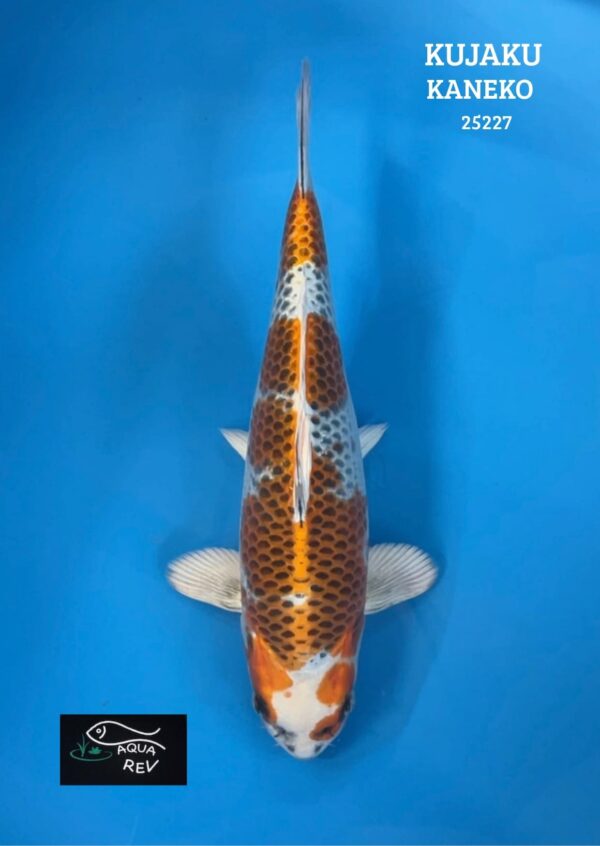 Carpe Koi Kujaku  - Kaneko