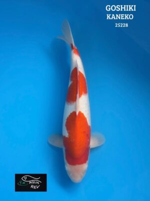 Carpe Koi Goshiki  - Kaneko
