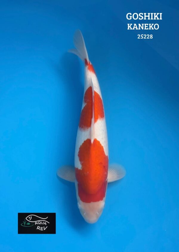 Carpe Koi Goshiki  - Kaneko