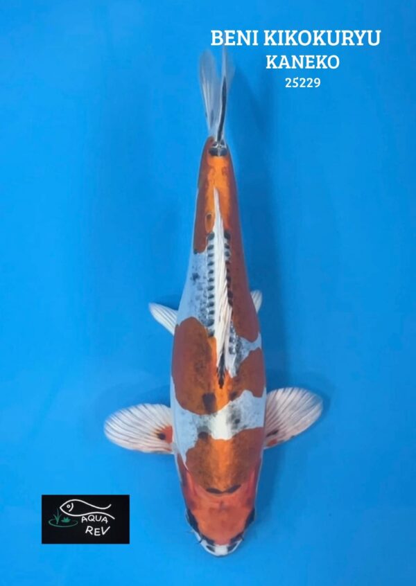 Carpe Koi Beni kikokuryu  - Kaneko