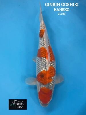 Carpe Koi Goshiki ginrin - Kaneko