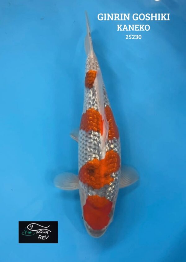 Carpe Koi Goshiki ginrin - Kaneko
