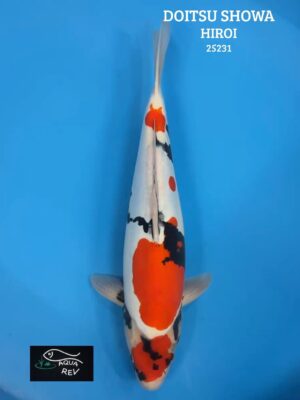 Carpe Koi Doitsu Showa - Hiroi