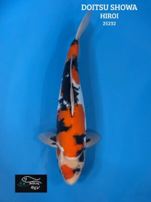 Carpe Koi Doitsu Showa - Hiroi