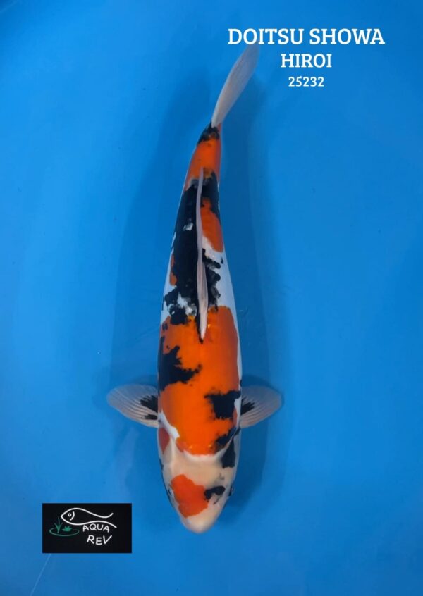 Carpe Koi Doitsu Showa - Hiroi