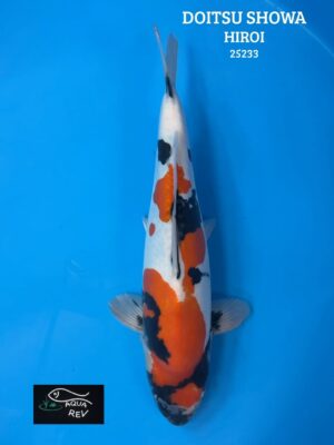 Carpe Koi Doitsu Showa - Hiroi