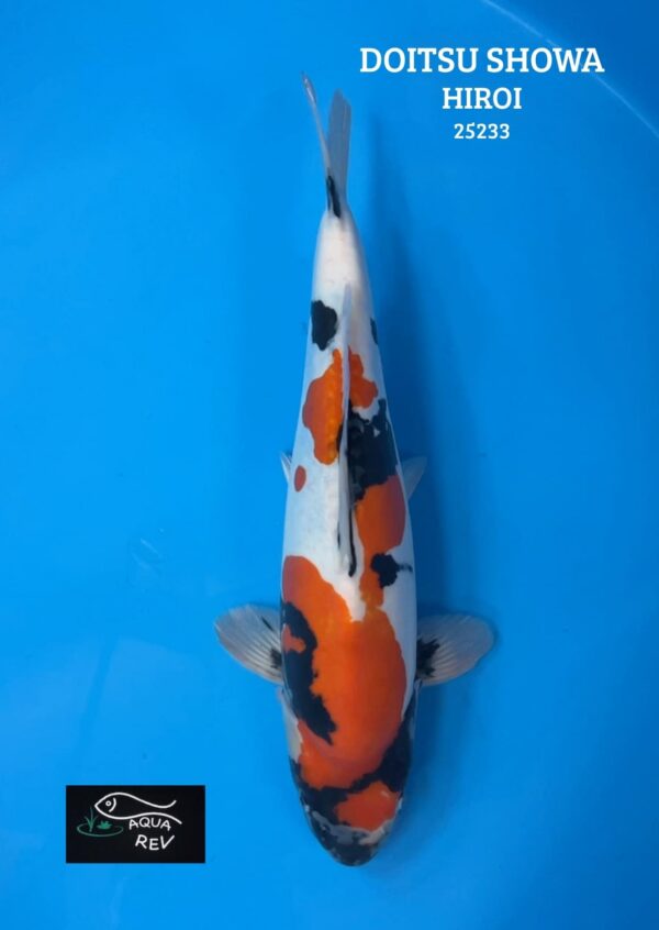 Carpe Koi Doitsu Showa - Hiroi