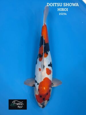 Carpe Koi Doitsu Showa - Hiroi