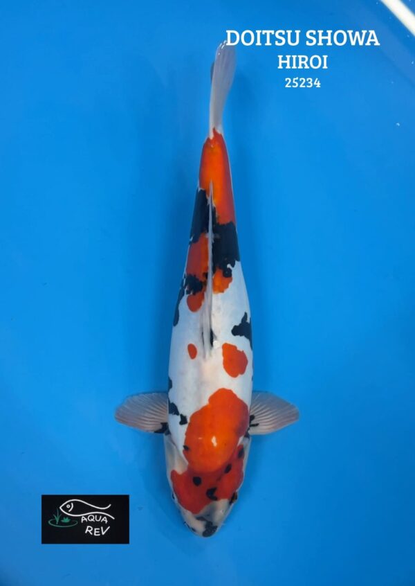 Carpe Koi Doitsu Showa - Hiroi