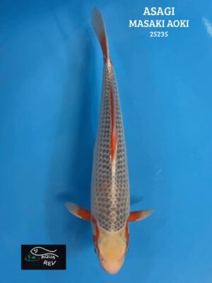 Carpe Koi Asagi - Masaki aoki