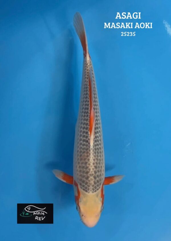 Carpe Koi Asagi - Masaki aoki