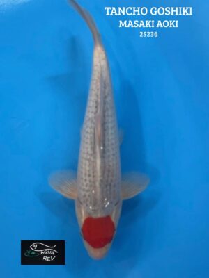 Carpe Koi Tancho goshiki - Masaki aoki