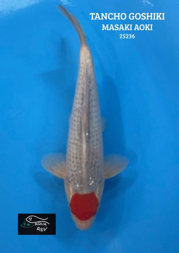 Carpe Koi Tancho goshiki - Masaki aoki