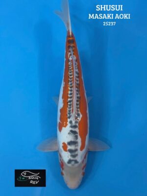 Carpe Koi Shusui - Masaki Aoki