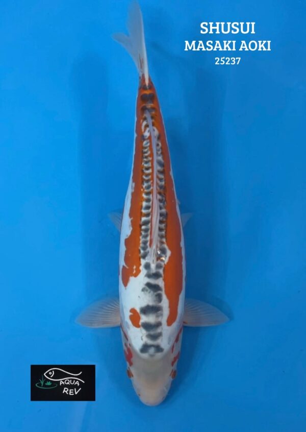 Carpe Koi Shusui - Masaki Aoki