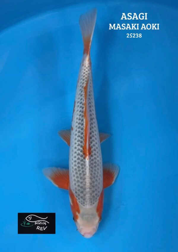 Carpe Koi Asagi - Masaki aoki