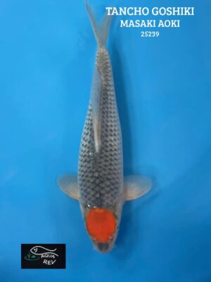 Carpe Koi Tancho goshiki - Masaki aoki