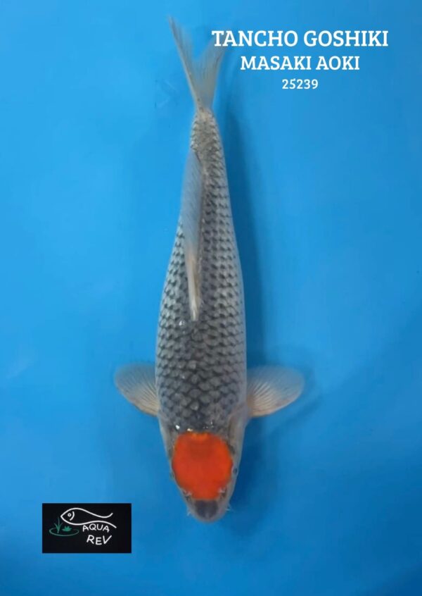 25239 Carpe Koi Tancho goshiki - Masaki aoki